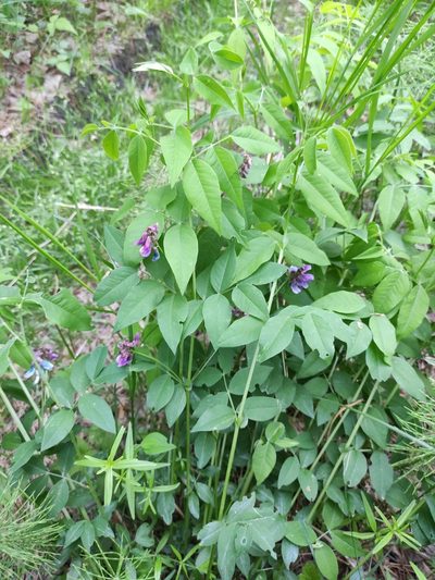 Vicia ramuliflora, photographed by Юлия