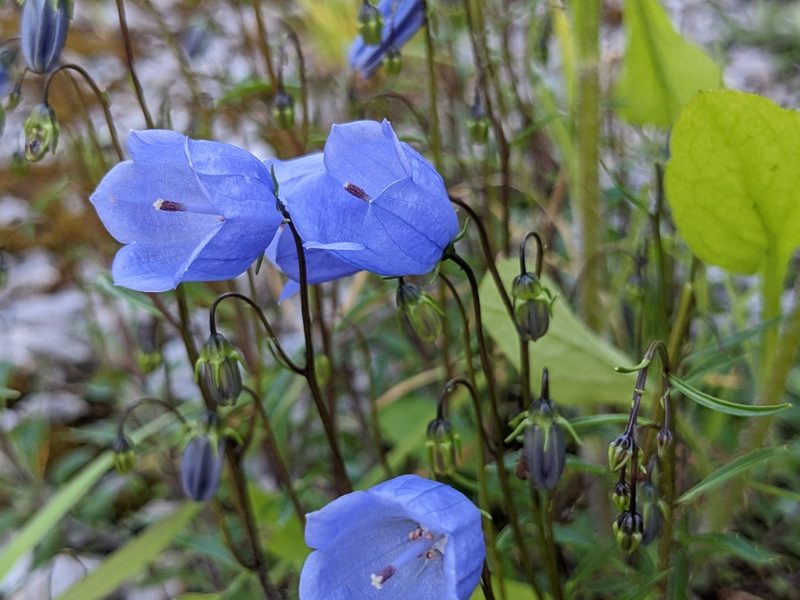 Campanula cochleariifolia, photographed by Attila Oláh