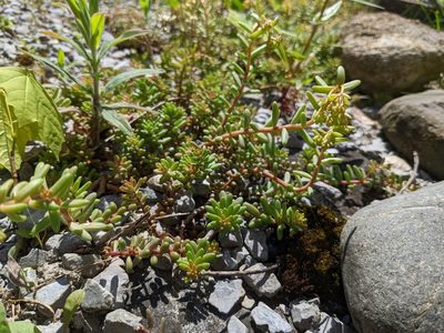 Sedum album, photographed by Attila Oláh