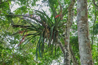 Aechmea bracteata