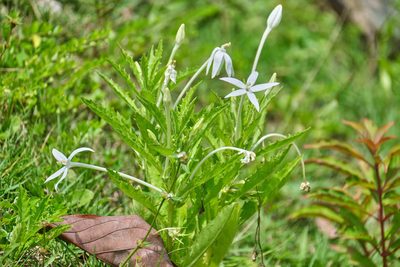 Hippobroma longiflora, photographed by Shawn O'Donnell