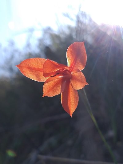 Gladiolus teretifolius, photographed by kevin koen