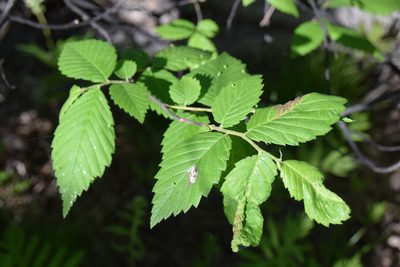 Ulmus americana, photographed by Pierre Cartier