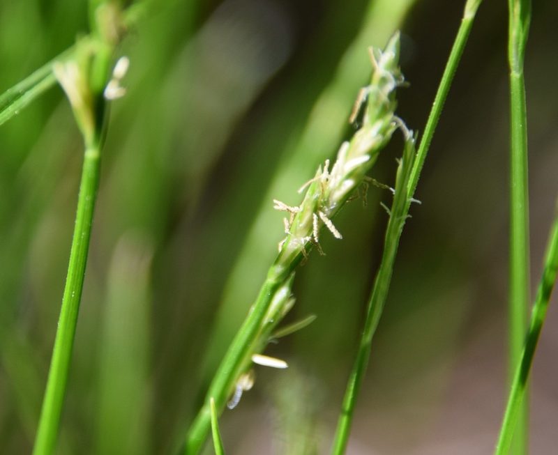 Carex bromoides, photographed by Pierre Cartier