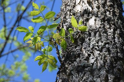 Fraxinus nigra, photographed by Pierre Cartier