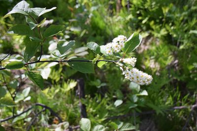 Prunus virginiana, photographed by Pierre Cartier