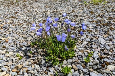 Campanula cochleariifolia, photographed by Attila Oláh