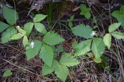 Rubus pubescens, photographed by Pierre Cartier