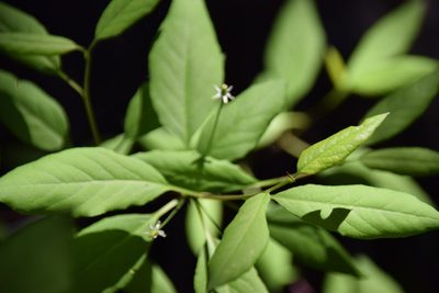 Ilex mucronata, photographed by Pierre Cartier
