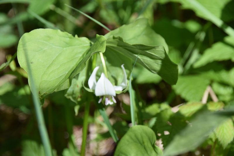 Trillium cernuum, photographed by Pierre Cartier