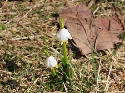 Leucojum vernum, photographed by Florencia Grattarola