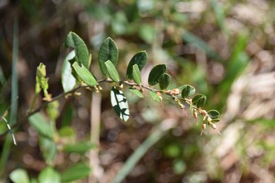 Chamaedaphne calyculata, photographed by Pierre Cartier