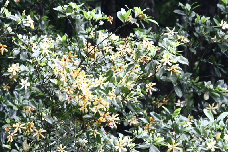 Gardenia jasminoides, photographed by 胡正恆(Jackson Hu)