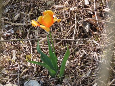 Tulipa gesneriana, photographed by Florencia Grattarola