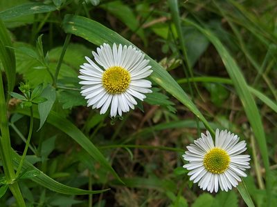 Erigeron karvinskianus, photographed by Victor Heng