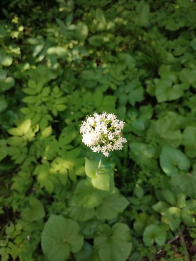 Valeriana alliariifolia, photographed by Иван Ковтун Ivan Kovtun