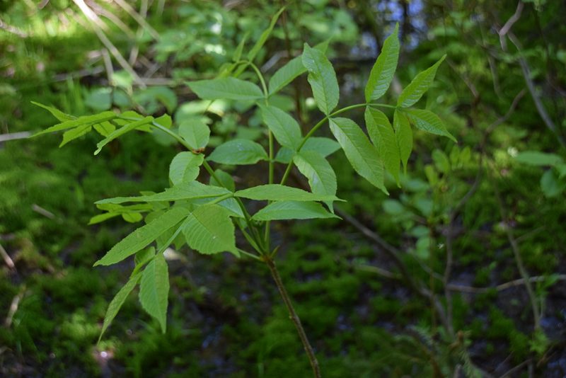Fraxinus nigra, photographed by Pierre Cartier