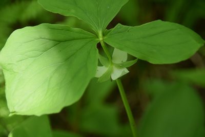 Trillium cernuum, photographed by Pierre Cartier