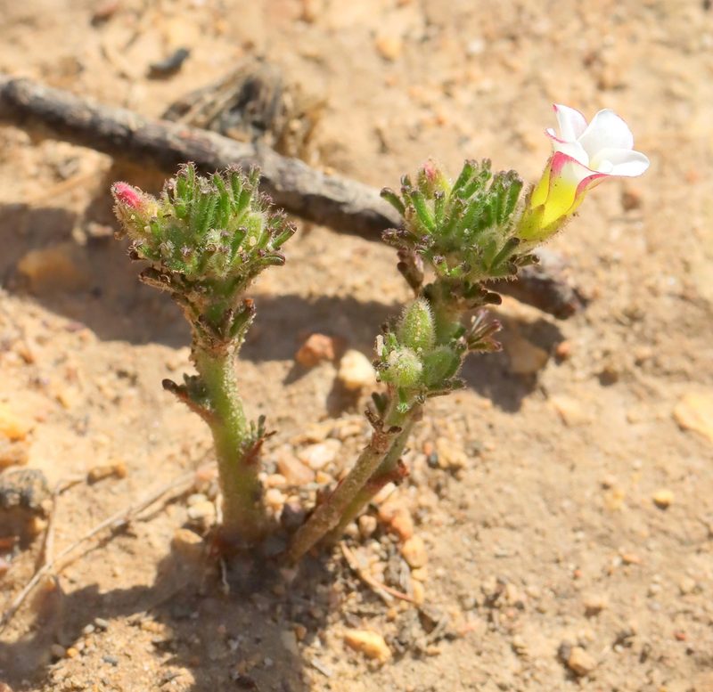 Oxalis tenuifolia, photographed by Cecile Roux