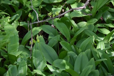 Clintonia borealis, photographed by Pierre Cartier