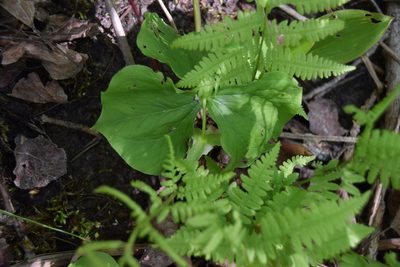 Trillium cernuum, photographed by Pierre Cartier