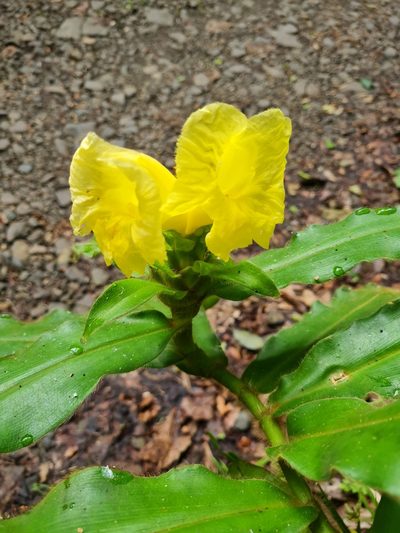 Costus villosissimus, photographed by Anthony Batista
