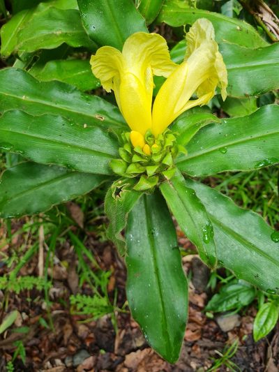 Costus villosissimus, photographed by Anthony Batista