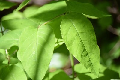 Lonicera canadensis