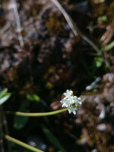 Valeriana saxatilis, photographed by Ljaž