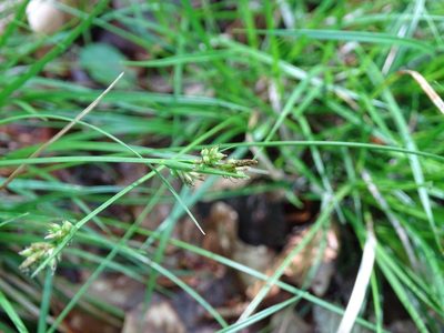 Carex pilulifera, photographed by Grzegorz Grzejszczak