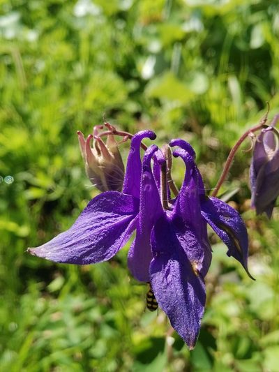 Aquilegia nigricans, photographed by Ljaž