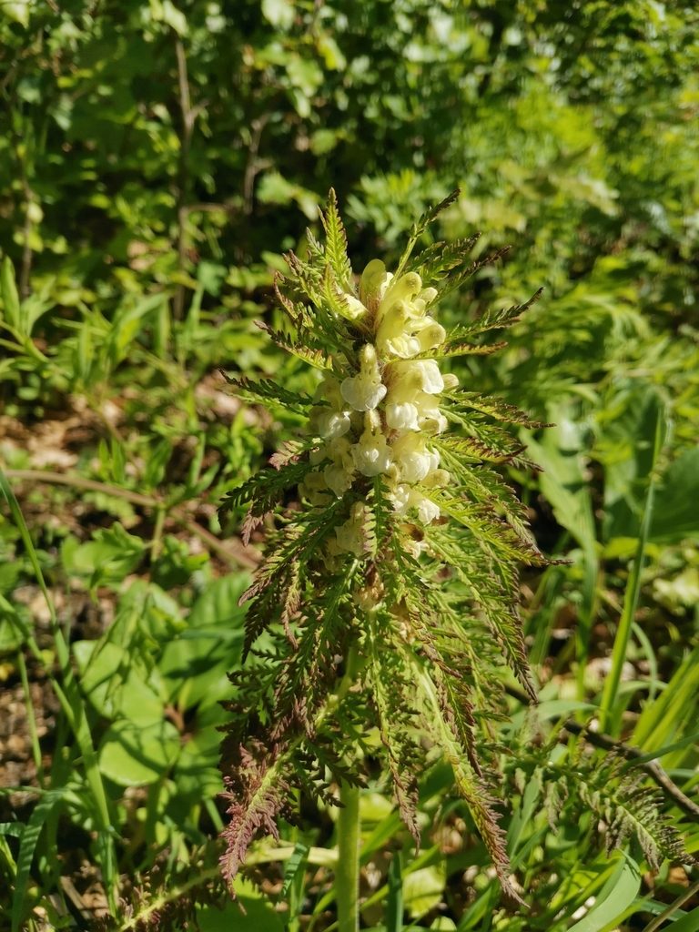 Pedicularis hoermanniana, photographed by Ljaž
