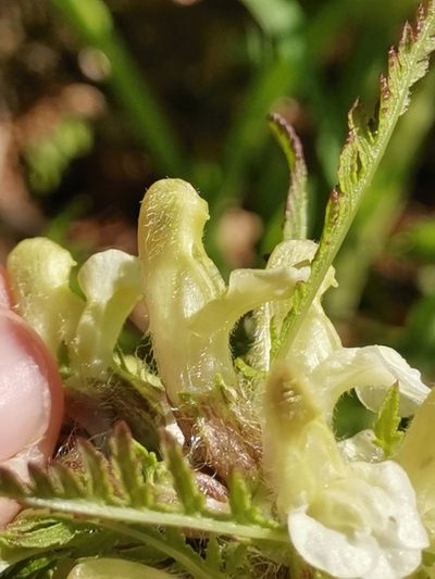 Pedicularis hoermanniana, photographed by Ljaž