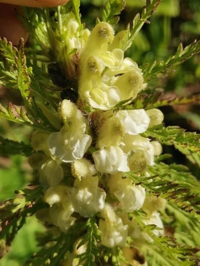 Pedicularis hoermanniana, photographed by Ljaž