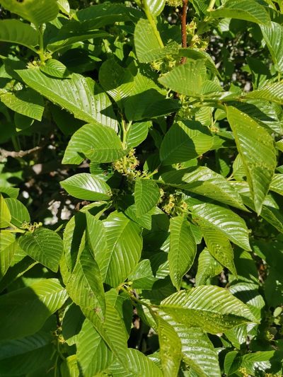 Rhamnus fallax, photographed by Ljaž