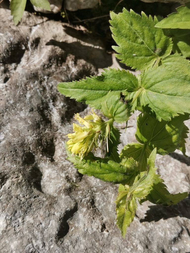 Paederota lutea, photographed by Ljaž