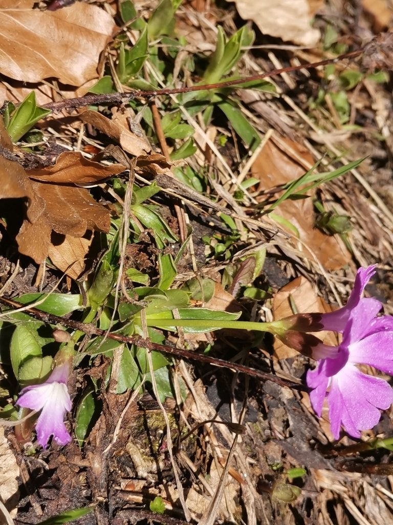 Primula wulfeniana, photographed by Ljaž