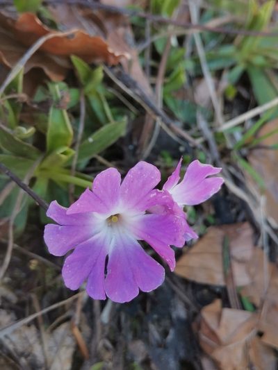 Primula wulfeniana, photographed by Ljaž
