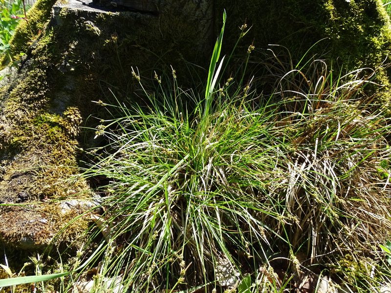 Carex pilulifera, photographed by Grzegorz Grzejszczak