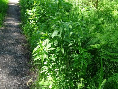 Eupatorium cannabinum, photographed by Grzegorz Grzejszczak