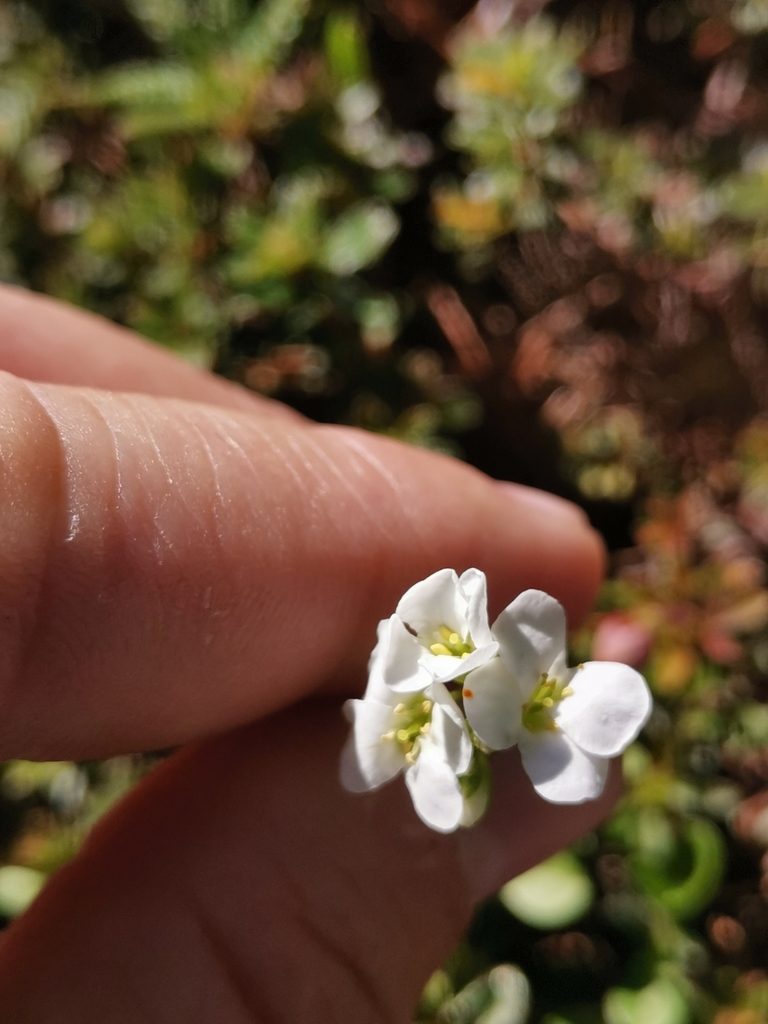 Arabis arabiformis, photographed by Ljaž