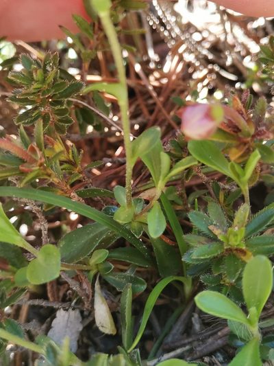 Arabis arabiformis, photographed by Ljaž