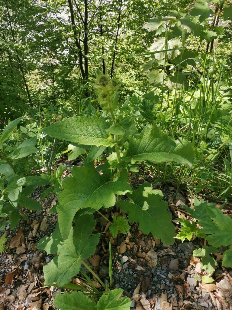 Cirsium carniolicum, photographed by Ljaž