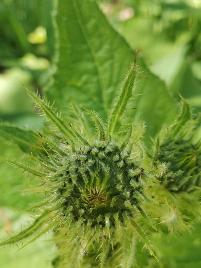 Cirsium carniolicum, photographed by Ljaž