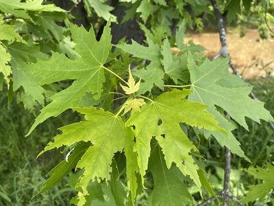 Acer saccharinum, photographed by Tom Scavo