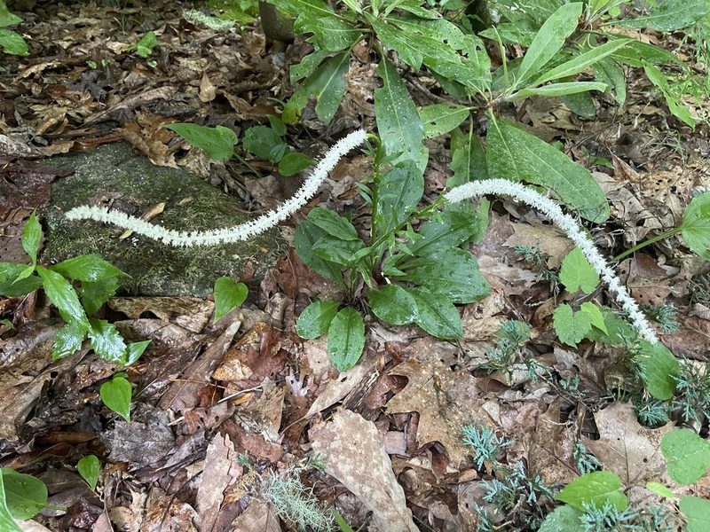 Chamaelirium luteum, photographed by lejones417