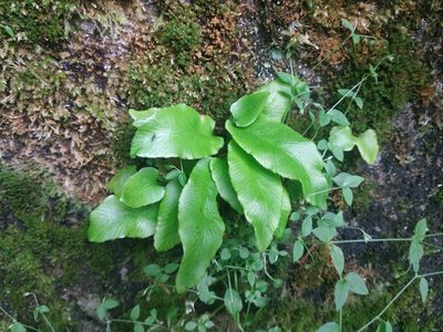 Asplenium scolopendrium, photographed by Elizaveta Ignatieva