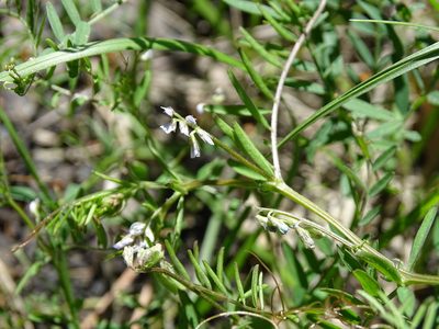 Vicia hirsuta, photographed by Grzegorz Grzejszczak