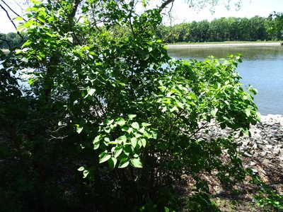 Syringa vulgaris, photographed by Grzegorz Grzejszczak
