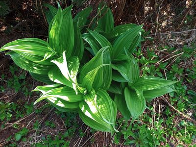 Veratrum lobelianum, photographed by Adam Górski